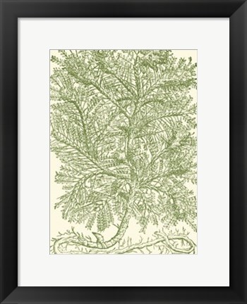 Framed Mossy Branches IV Print