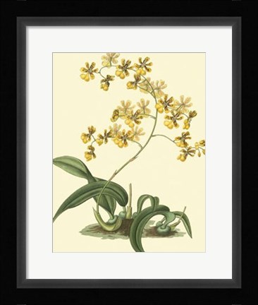 Framed Antique Orchid Study I Print