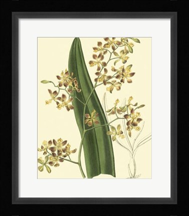 Framed Antique Orchid Study II Print