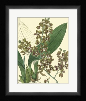 Framed Antique Orchid Study III Print