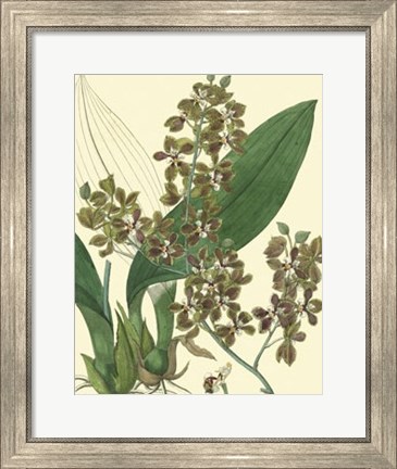 Framed Antique Orchid Study III Print