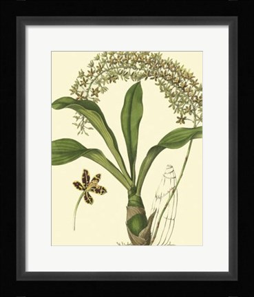 Framed Antique Orchid Study IV Print