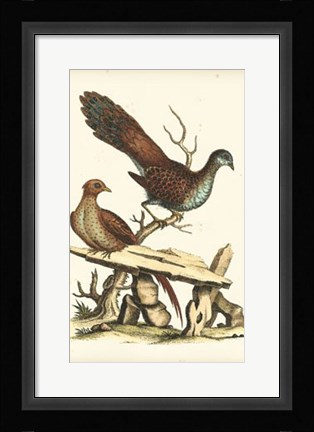 Framed Regal Pheasants I Print