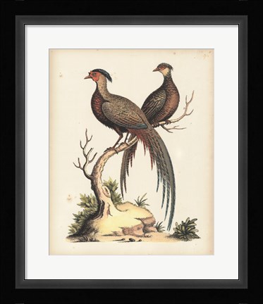 Framed Regal Pheasants II Print