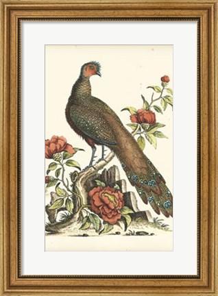Framed Regal Pheasants III Print