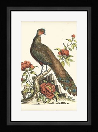 Framed Regal Pheasants III Print