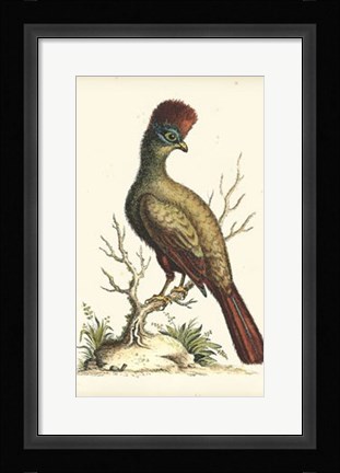 Framed Regal Pheasants IV Print