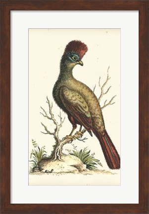 Framed Regal Pheasants IV Print