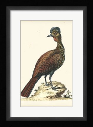 Framed Regal Pheasants V Print