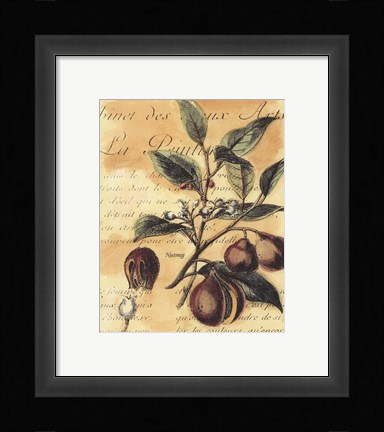 Framed Nutmeg Print