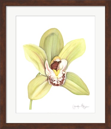 Framed Orchid Beauty II Print