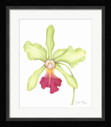Framed Orchid Beauty III Print