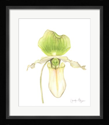 Framed Orchid Beauty IV Print