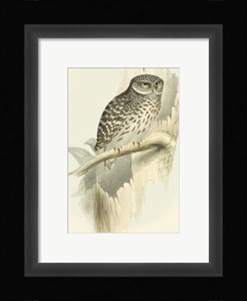 Framed Sparrow Owl Print