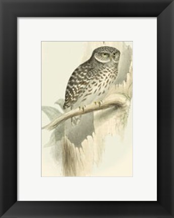 Framed Sparrow Owl Print