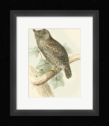 Framed Scops-eared Owl Print