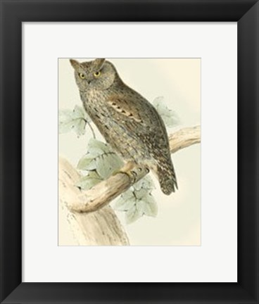 Framed Scops-eared Owl Print