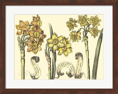 Framed Narcissus in Bloom I Print