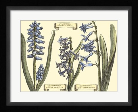 Framed Hyacinth in Bloom Print