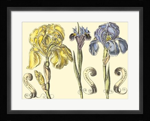Framed Iris in Bloom I Print
