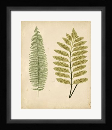 Framed Cottage Ferns II Print