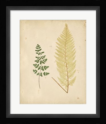 Framed Cottage Ferns IV Print