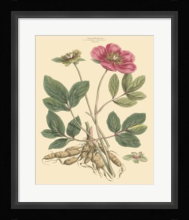 Framed Blushing Pink Florals I Print