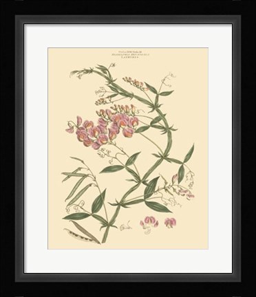 Framed Blushing Pink Florals VI Print