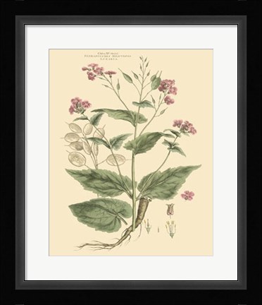 Framed Blushing Pink Florals VII Print