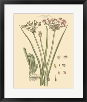 Framed Blushing Pink Florals VIII Print