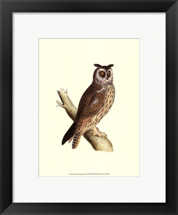 Framed Long Eared Owl Print