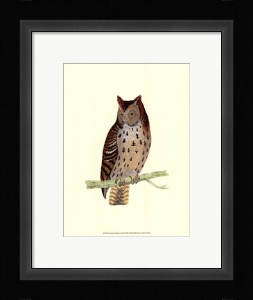 Framed Mottled Owl Print