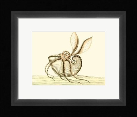 Framed Creatures of the Sea V Print