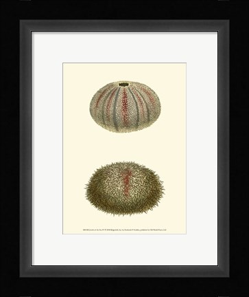 Framed Jewels of the Sea IV Print