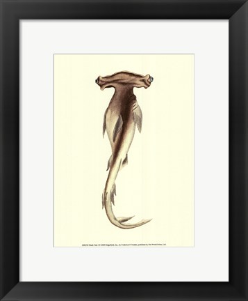 Framed Shark Tale I Print