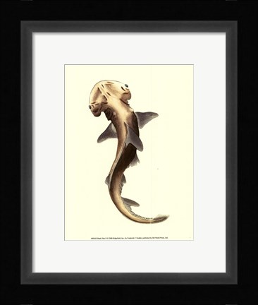Framed Shark Tale II Print