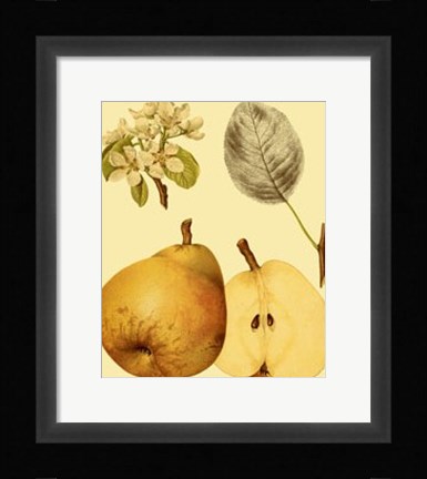 Framed Ripe for Harvest II Print