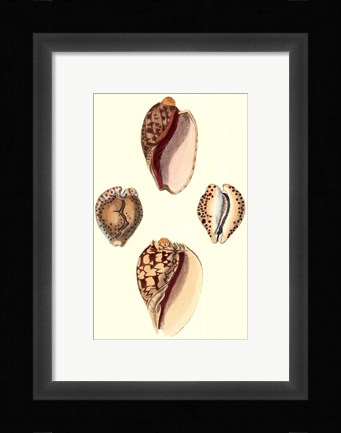 Framed Cymbidum Shells Print
