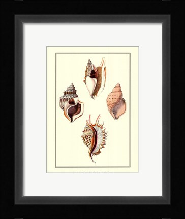 Framed Strombus Shells Print