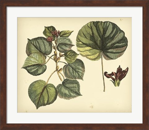 Framed Antique Mangrove Tree Print