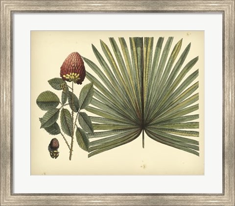 Framed Antique Brazilian Palm Print