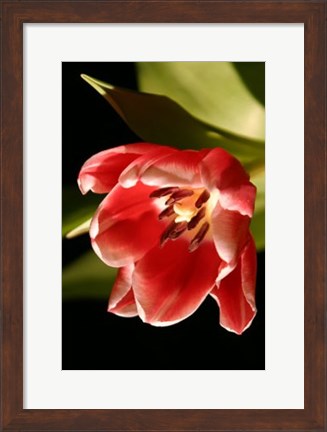 Framed Red Tulip IV Print