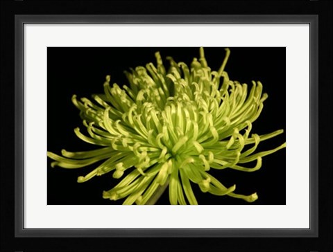 Framed Fuji Mum IV Print
