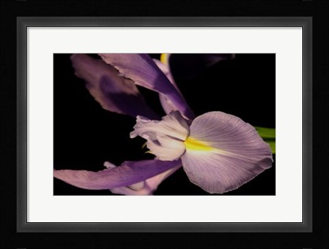 Framed Sweet Iris I Print