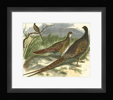 Framed Semmering Pheasant Print