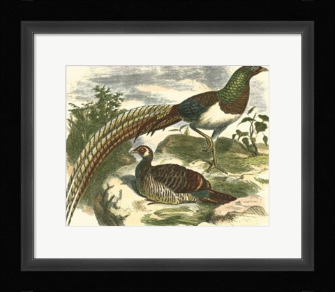 Framed Amherst Pheasant Print