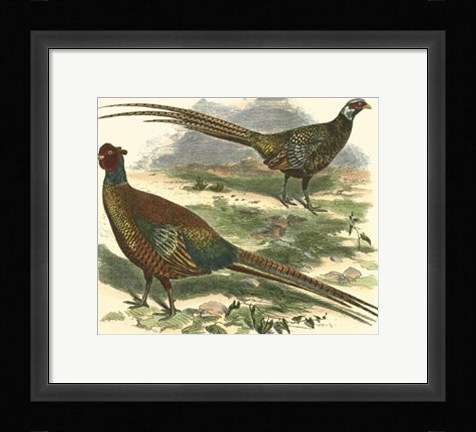 Framed Bohemian Pheasant Print