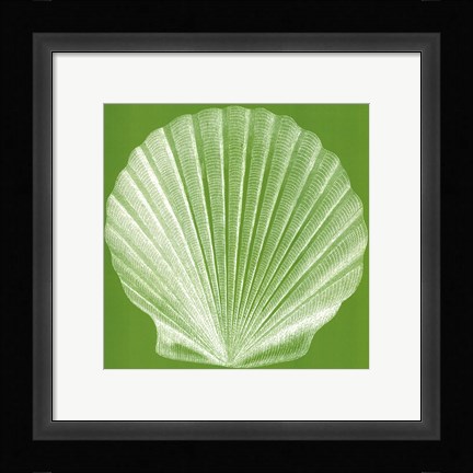 Framed Saturated Shells II Print