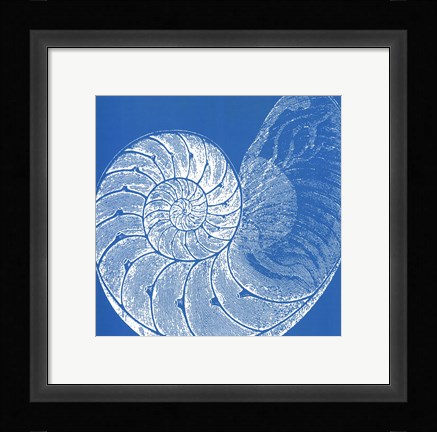 Framed Saturated Shells IV Print