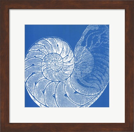 Framed Saturated Shells IV Print